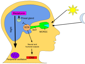 Picture of Melatonin