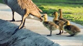 Picture of Instinct