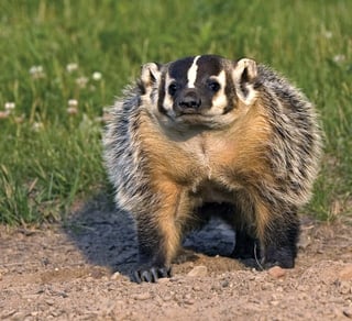 Picture of Badger