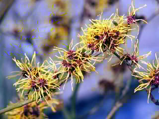 Picture of Witch-hazel