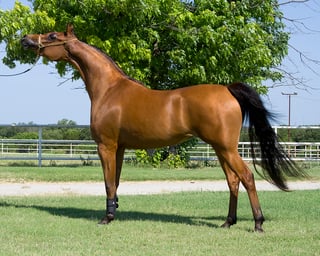 Picture of Arabian horse