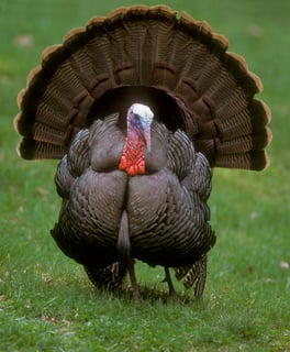 Picture of Wild turkey