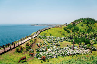 Picture of Jeju