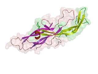 Picture of Human chorionic gonadotropin