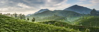 Picture of Munnar