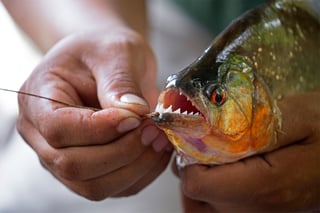 Picture of Piranha