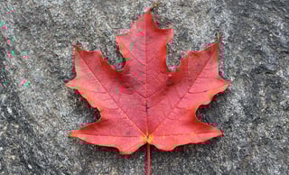 Picture of Maple leaf