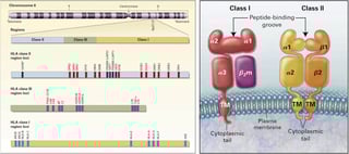 Picture of human leukocyte antigen