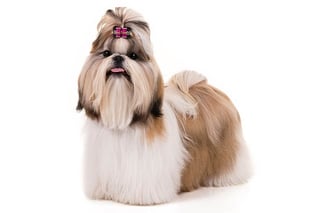 Picture of Shih Tzu