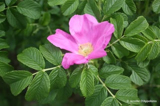 Picture of Beach rose