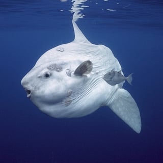 Picture of Ocean sunfish