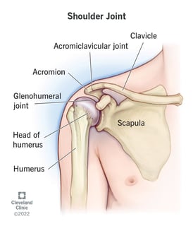 Picture of shoulder