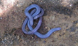 Picture of Amphisbaenia