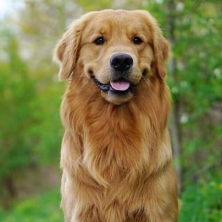 Picture of Golden Retriever