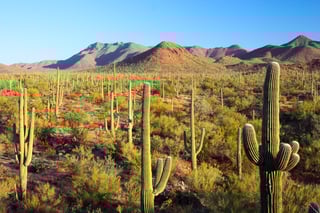 Picture of Sonoran Desert