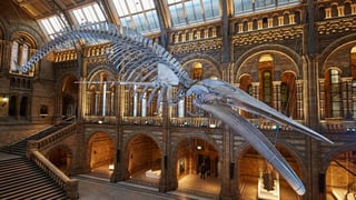 Picture of Natural History Museum