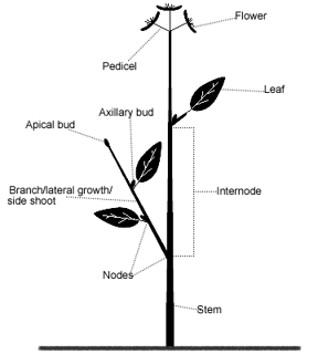 Picture of Plant stem