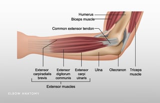 Picture of Elbow