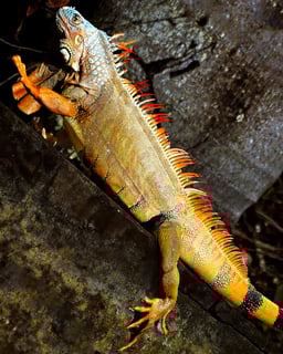 Picture of Iguanas