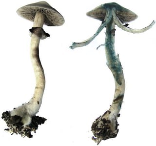 Picture of Psilocybin mushroom