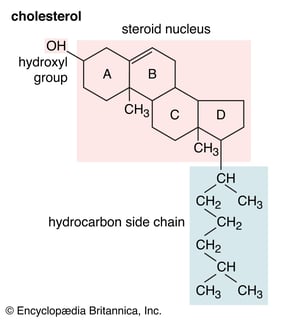 Picture of Cholesterol