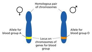 Picture of Chromosome