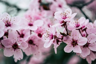 Picture of Cherry blossom