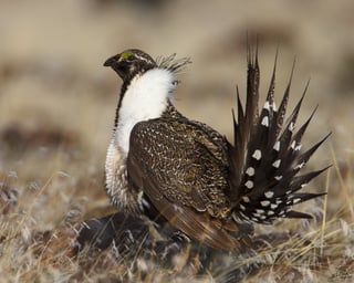 Picture of Greater sage-grouse