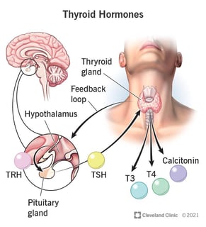 Picture of Thyroid-stimulating hormone