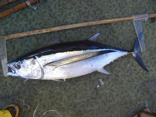 Picture of Albacore