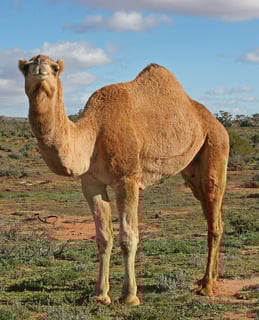 Picture of Camel