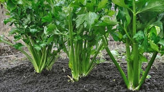 Picture of Celery
