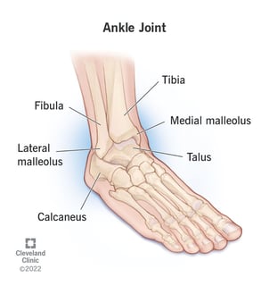 Picture of ankle