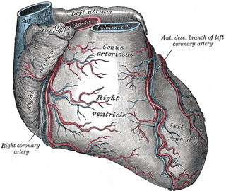 Picture of Anterior interventricular branch of left coronary artery