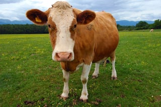 Picture of Cattle