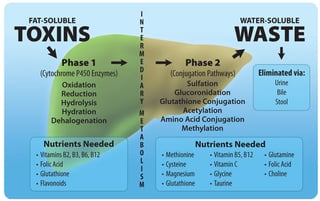 Picture of Detoxification