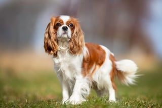 Picture of Cavalier King Charles Spaniel
