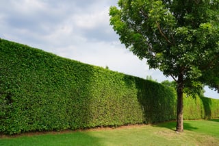 Picture of Hedge