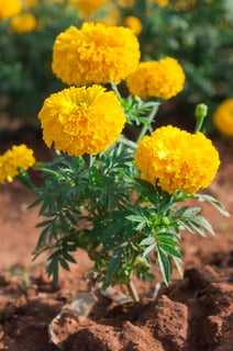Picture of Marigold