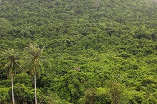 Picture of Jungle