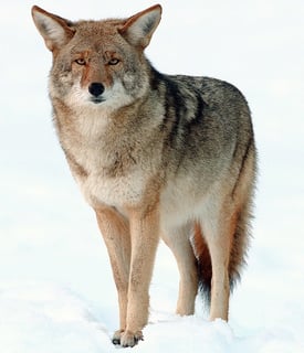 Picture of Coyote