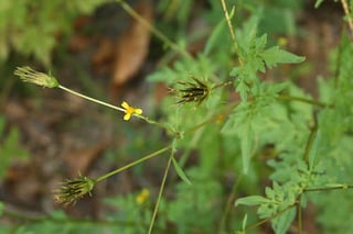 Picture of Spanish needles