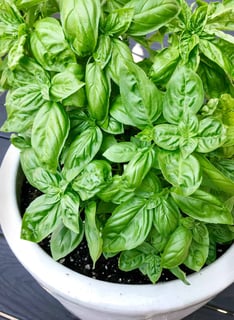 Picture of Basil