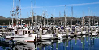 Picture of Bodega Bay