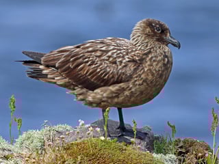 Picture of Great skua