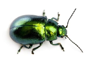 Picture of Beetles