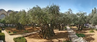 Picture of Gethsemane