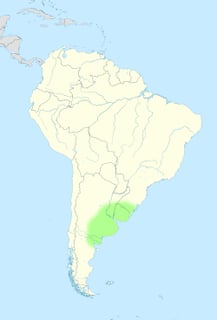 Picture of Pampas