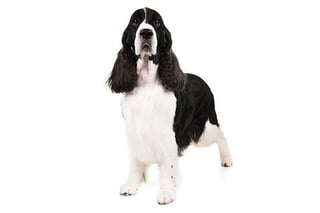 Picture of English Springer Spaniel