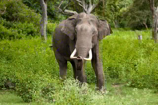 Picture of Asian elephant